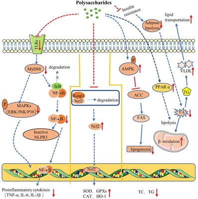 Research progress on the therapeutic effects of polysaccharides on non-alcoholic fatty liver diseases